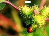 苍耳的拼音是什么？记住这几点就全明白了