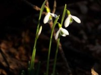 绝代有佳人，幽居在空谷。