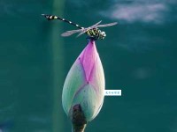 小荷才露尖尖角，早有蜻蜓立上头。