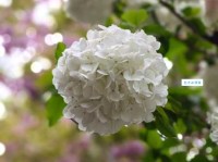 花团锦簇是什么意思 生活中可以这样使用