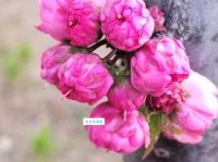 朽木生花的意思是什么 原来枯木也能开花