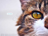 吉语的意思：传递美好与希望的力量