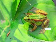 青蛙靠什么呼吸？