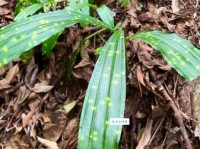 奇花异草的异是什么意思专家为你解答疑惑