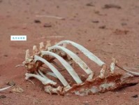 一文读懂骸骨是什么意思，让你不再疑惑！