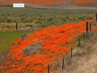 莫哈维沙漠——北美大荒漠