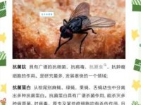 苍蝇碰壁是什么意思及寓意？生活中有哪些常见的例子！