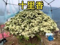 香飘十里的意思和用法看完你就明白了