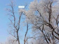 忽如一夜春风来，千树万树梨花开。