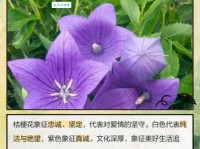 桔梗的花语是什么_桔梗的寓意和象征