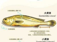 四个鱼鱻怎么读(  你知道吗)