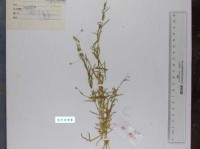 琴瑟和鸣：古韵中的和谐之美