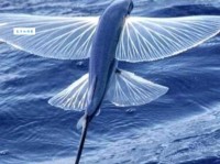 飞鱼是什么意思这种鱼竟然能跃出水面飞翔