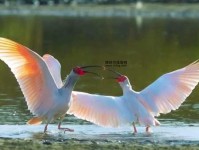 梅妻鹤子打一动物(谁才是真正的爱情鸟)