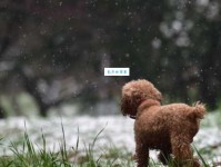 粤犬吠雪