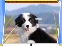 边境牧羊犬怎么样养 边境牧羊犬智商有多高