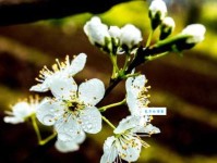 梨花带雨是什么意思教你正确使用这个成语