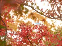 况属高风晚，山山黄叶飞。