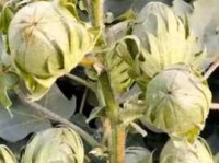 靡然成风意思解释及典故