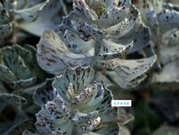 雀扇是什么意思？带你全面了解这种多肉植物的特征