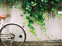 怡怡的意思：心灵的宁静与喜悦