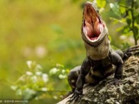 纸笔喉舌打一动物(哪个动物最会说话)