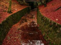 maple是什么意思 枫叶在不同国家的寓意解析