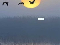 鸿鹄是什么意思？带你了解鸿鹄的象征意义