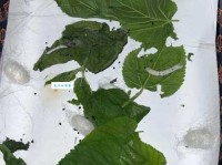 遍身罗绮者，不是养蚕人。