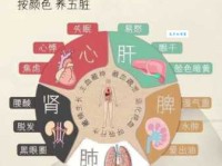 五脏六腑的意思