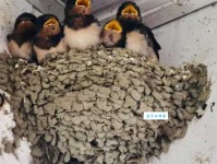 嗷嗷待哺的哺是什么意思 这个字你读对了吗