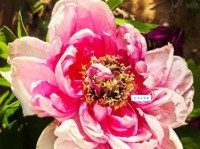 唯有牡丹真国色，花开时节动京城。