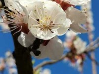 “春色满园”：解读其蕴含的盎然春意与文化韵味