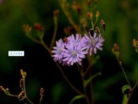 硕果累累意思解释及典故