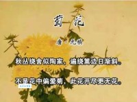 关于秋菊的古诗词：带你领略秋菊的独特魅力