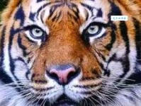 万事的意思：从微小到宏大