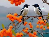 喜鹊叫，客人到。为什么人们把喜鹊视为吉祥鸟？（喜鹊的象征意义有哪些？）