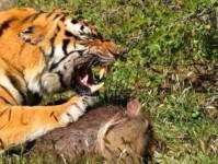 虎口夺食意思解释及典故(谁敢从老虎嘴里抢食物)