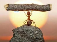 成语蚍蜉撼树的意思 比喻力量悬殊的较量