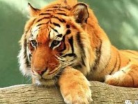 2022虎百年难遇(属虎人真的能逢凶化吉吗)