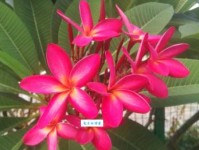 一根的意思：一根的力量