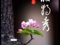 一枝独秀什么意思啊 生活中怎么用才对