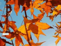 敝帚自珍幡然来归是什么意思？简单易懂的解释