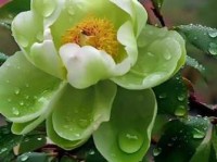 似水流年到底啥意思 这个成语原来这么美