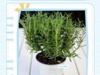 rosemary是什么意思？一分钟带你认识浪漫的迷迭香
