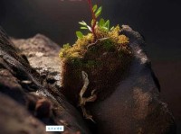 一枝独秀的意思这样理解最准确易懂