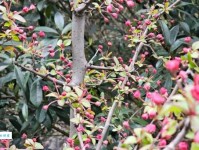 山桃红花满上头，蜀江春水拍山流。