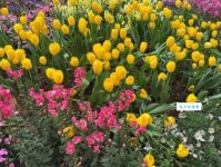 百花齐放的意思和例子生活中处处可见