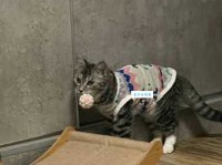 耀武扬威是什么意思：权力与姿态的双面镜