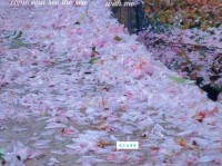 落花有意流水无情的典故和现代用法全解析